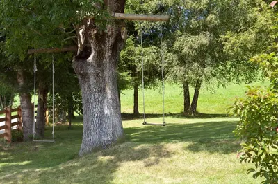 a tree with a swing in a park at Lienharterhof in Monguelfo