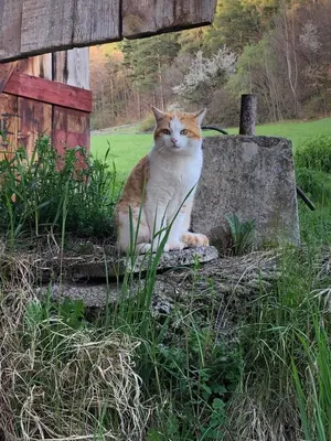 an orange and white cat sitting next to a rock at Moarhof in Oberbozen in Soprabolzano
