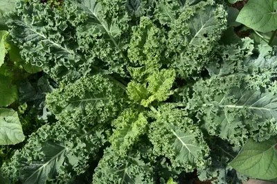 a close up of a bunch of green vegetables at Pension Panorama in Monguelfo