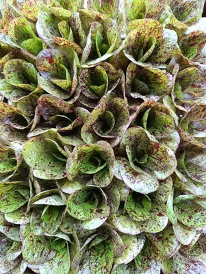 a close up of a plant with green leaves at Pension Panorama in Monguelfo