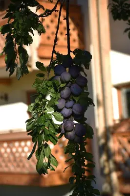 a bunch of grapes hanging from a tree at Pension Panorama in Monguelfo