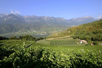 a view of a vineyard with mountains in the background at BNB Garni Kreithof in Caldaro