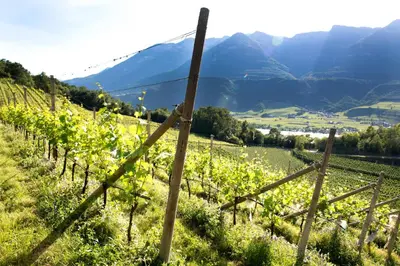 a vineyard on a hill with mountains in the background at BNB Garni Kreithof in Caldaro