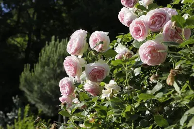 a bunch of pink roses on a bush at BNB Garni Kreithof in Caldaro