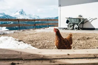 a chicken standing in a dirt field with a cart at Sartu Apartments in San Vigilio Di Marebbe