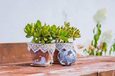 two vases with plants in them sitting on a table at Apartment Dolomites Nest in San Martino in Badia