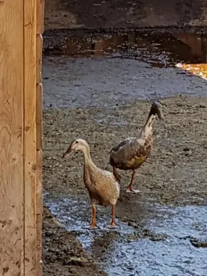 two ducks standing in a puddle of water at Ottohof - Feldblick in Colle Isarco