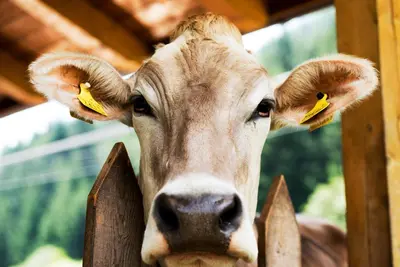a cow with tags in its ears looking over a fence at Ottohof - Feldblick in Colle Isarco