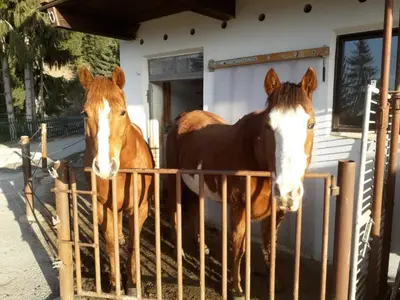 two horses are standing behind a fence at Felderhof in Maranza