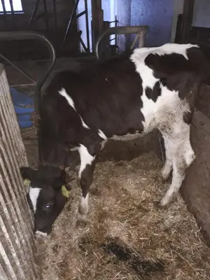 a black and white cow eating hay in a barn at Felderhof in Maranza