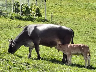 a cow and a baby calf standing in a field at Holzerhof in Valdaora di Sotto