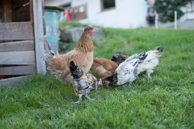 a group of chickens standing in the grass at Holzerhof in Valdaora di Sotto