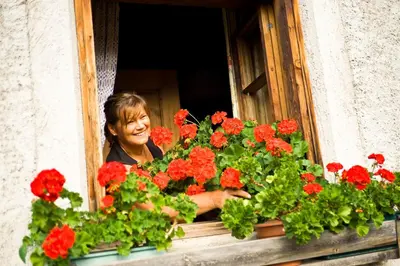 a woman looking out of a window with red flowers at Koflhof Urlaub auf dem Bauernhof in Aldino