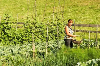 a woman standing in a garden with a basket at Koflhof Urlaub auf dem Bauernhof in Aldino
