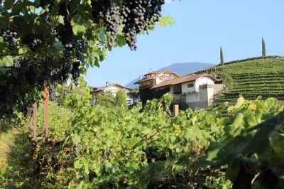 a view of a vineyard with a house in the background at Weingut Eberlehof in Bolzano