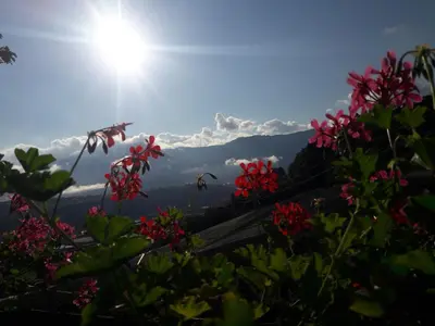 a view of the mountains with flowers in the foreground at Moserhof in Marlengo