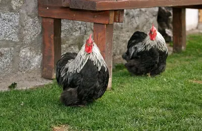 two chickens standing in the grass next to a bench at Perlhof in Schenna