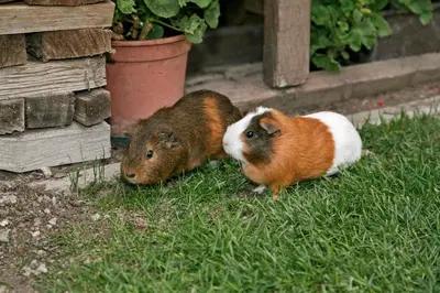 two guinea pigs are standing in the grass at Perlhof in Schenna