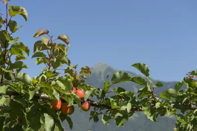 an apple tree with red apples on it at Pension Etschland in Tirolo