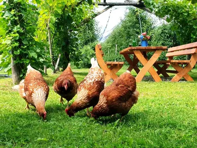a group of chickens walking around in the grass at Ferienwohnungen Trogerhof in Ora/Auer