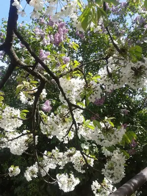 a tree with white flowers on it at Pension Stamserhof in Nalles