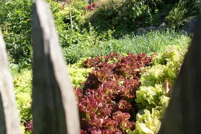 a garden of lettuces and other flowers and plants at Marini's giardino Hotel in Tirolo