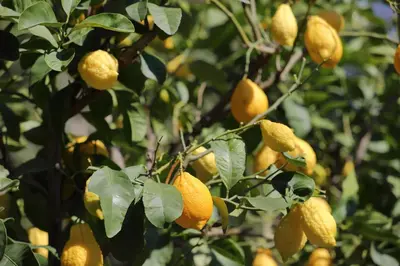 a bunch of lemons hanging from a tree at Glögglhof in Lana