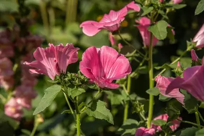 a group of pink flowers in a garden at Puenlandhof in Brunico