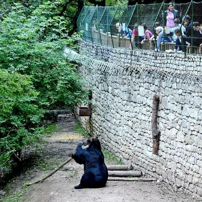 a black bear sitting next to a brick wall at Appartamento Rosina, per 4/6 persone. In centro in Coredo