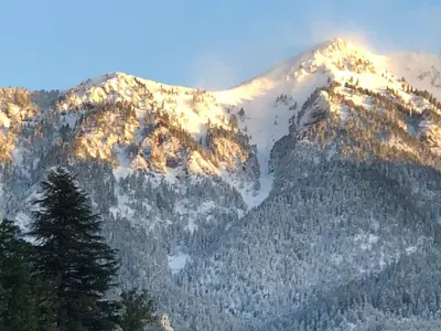 a mountain covered in snow with a tree in the foreground at B and B nonna Rosa vista Lagorai in Capriana