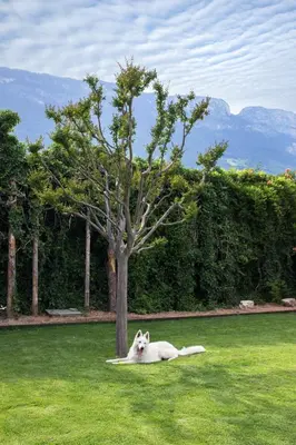 a dog laying in the grass next to a tree at CasaLuNa in Appiano sulla Strada del Vino