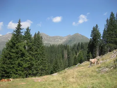 a cow standing on top of a hill with trees at Fewo Windbichl in Parcines