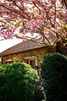 a house with two bushes in front of a tree at Ferienapartments Gutshof Brandis in Lana