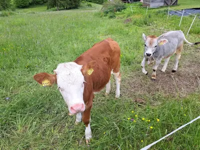 two cows standing in a field of grass at Apartment El Cor in Taibon