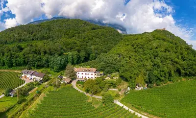 an aerial view of a vineyard on a mountain at Firmelein in Appiano sulla Strada del Vino