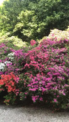a bunch of pink flowers in a garden at SUITE25 GOLFHOTEL in Carezza al Lago