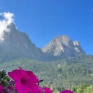 a group of pink flowers with mountains in the background at Garni Karlegger in Siusi