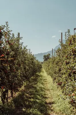 a row of apple trees in an orchard at Biohotel theiner's garten in Lana