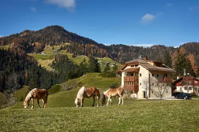 three horses grazing in a field in front of a house at Sotciastel Antico Chalet in Badia