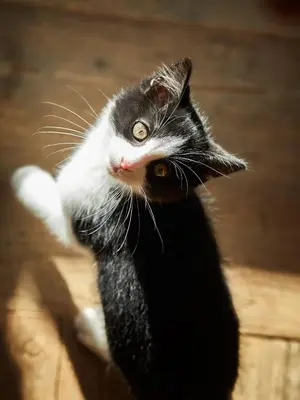 a black and white cat is looking up at Sotciastel Antico Chalet in Badia