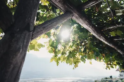 a tree with the sun shining through the leaves at Der Ruibacher in Marlengo