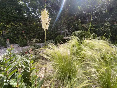 a garden with tall grass and a large flower at Ruhige Ferienwohnung mit Garten und Garage in Privatvilla in Marlengo