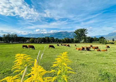 a herd of cows grazing in a field at Residence Untermoarhof in Brunico