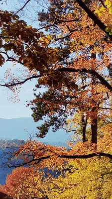 a group of trees with autumn leaves on them at Nina • Parchi e Fiume in Bressanone