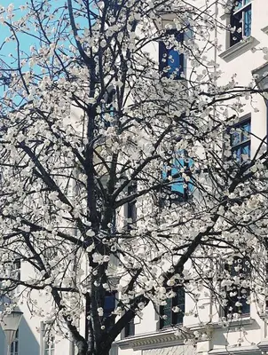 a tree with white flowers in front of a building at Nina • Parchi e Fiume in Bressanone