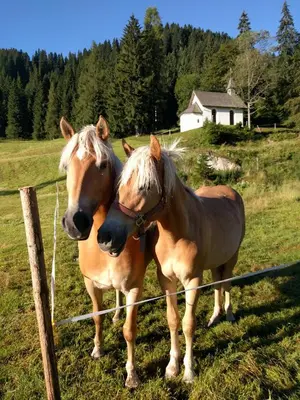 two horses standing next to a fence in a field at Agritur Broch in Fiera di Primiero