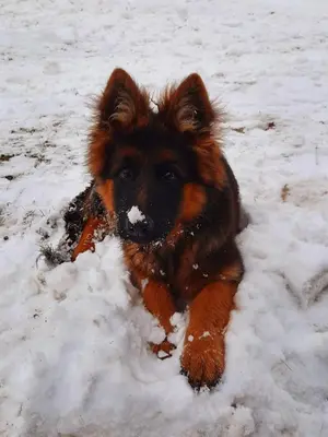 a brown dog laying in the snow at Binterhof in Castelrotto