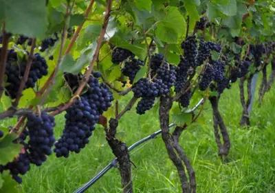 a bunch of black grapes hanging from a tree at Schwarzhaus in Monticolo