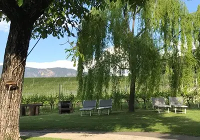 three chairs and a picnic table under a tree at Schwarzhaus in Monticolo