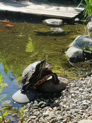 a frog sitting on a rock next to a pond at Lahnhof in Lana